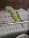 Alexandrine parrot